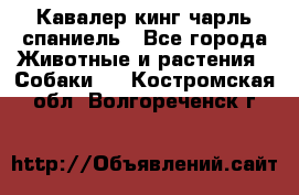 Кавалер кинг чарль спаниель - Все города Животные и растения » Собаки   . Костромская обл.,Волгореченск г.